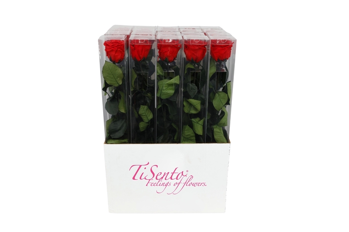 <h4>ARR ROSA POT H%</h4>