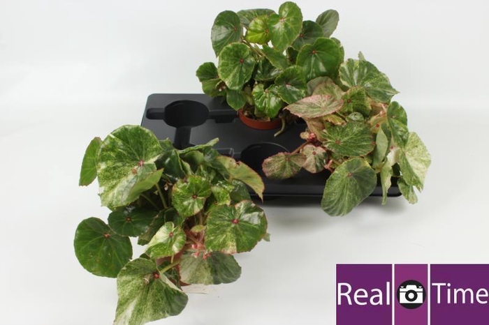 <h4>BEG BLAD OV</h4>