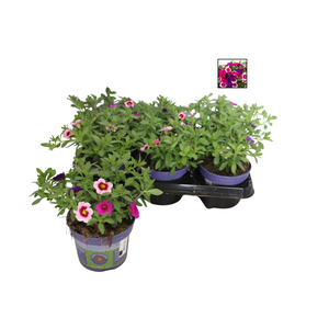 Happy Colours Calibrachoa Night Light