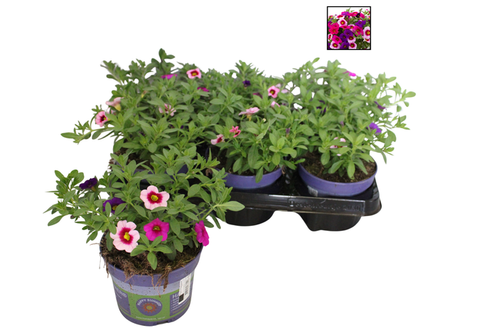 <h4>Happy Colours Calibrachoa Night Light</h4>