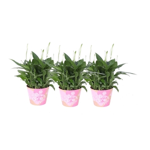 KP-849.6 RZ - Spathiphyllum in waterdichte roze smartcup