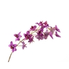 Dendrobium Pink Dark Velvet Diamond