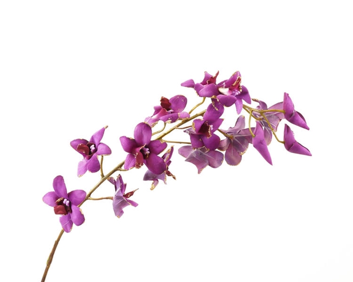<h4>Dendrobium Pink Dark Velvet Diamond</h4>