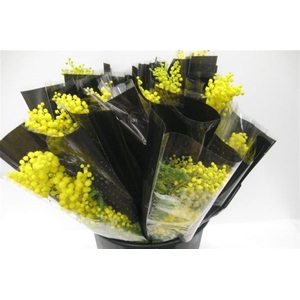 Acacia Mimosa Mirandole 200 Gram