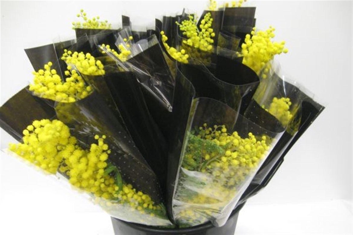 <h4>Acacia Mimosa Mirandole 200 Gram</h4>