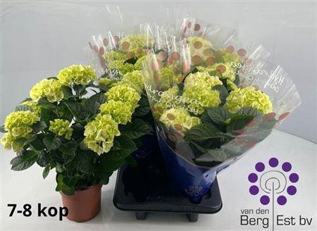 <h4>Hydr M Sax Bri White</h4>