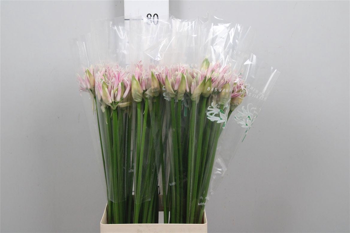 <h4>Ne Bo Berenice</h4>