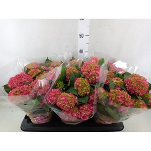 Hydrangea mac. 'DutchLadies Selma'
