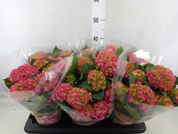 <h4>Hydrangea mac. 'DutchLadies Selma'</h4>