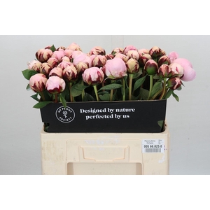 Paeonia Reine Hortense