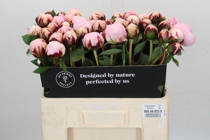 <h4>Paeonia Reine Hortense</h4>