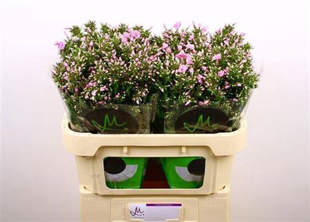 <h4>Phlox P Pink Eyes</h4>