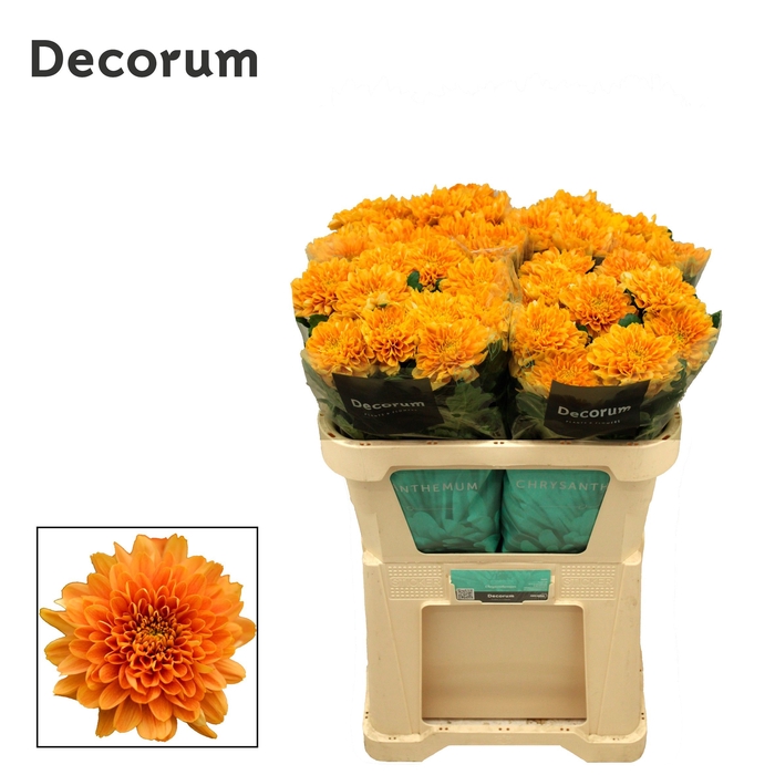 <h4>Chrysanten Chr G Kalimba Orange</h4>