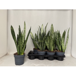 SANSEV BLACK CORAL