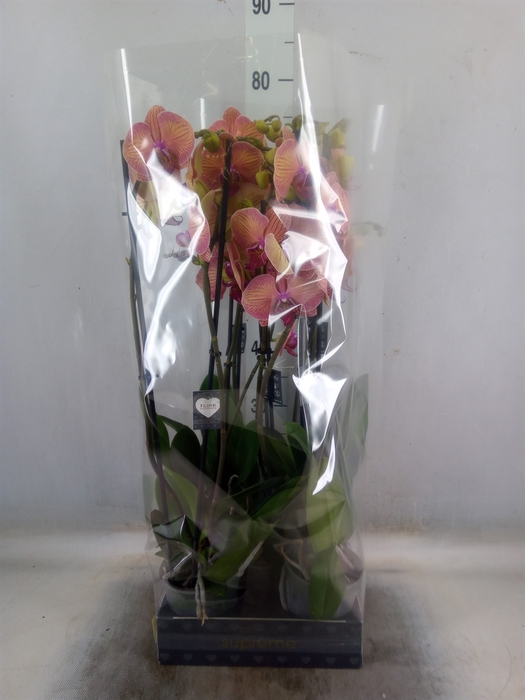 <h4>Phalaenopsis  'Golden Leopard'</h4>