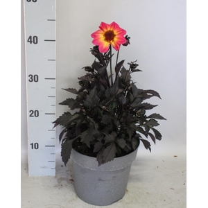 Dahlia 19 cm Donkerblad Halo