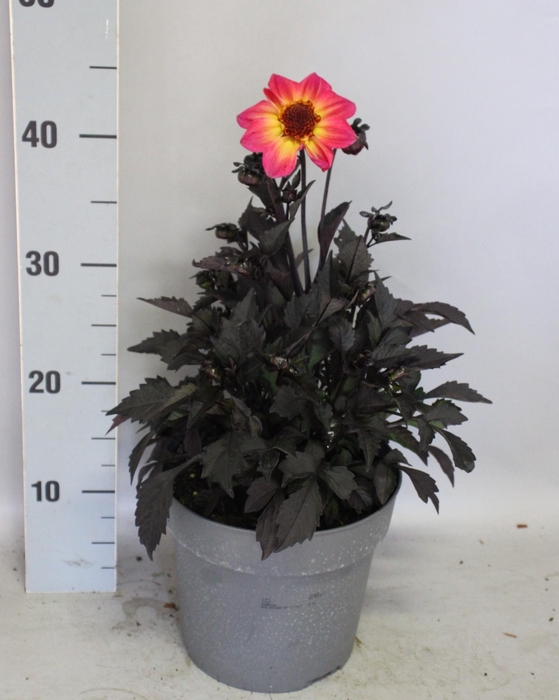 <h4>Dahlia 19 cm Donkerblad Halo</h4>