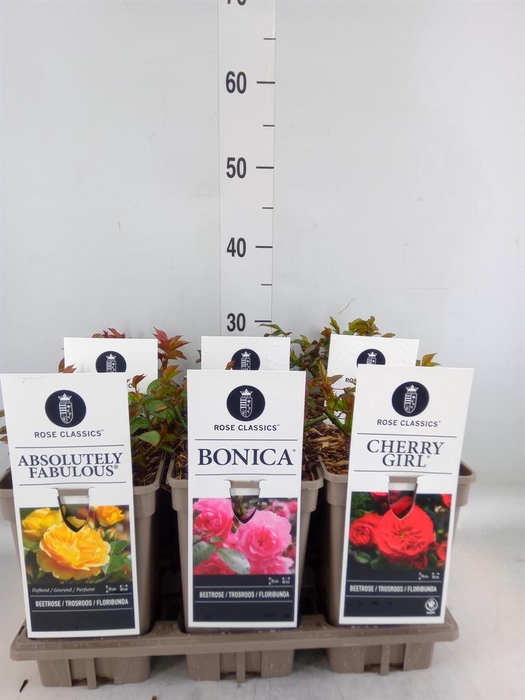 <h4>Rosa FL  ...</h4>