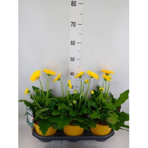 Gerbera  'Garvinea Sweet Honey'