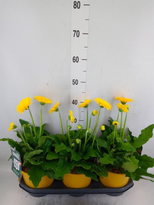 <h4>Gerbera  'Garvinea Sweet Honey'</h4>