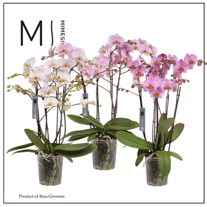 Mimesis Phal. Marvellous Mix - 50+ flowers 17cm