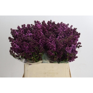 Lilac Vulg Dark Koster