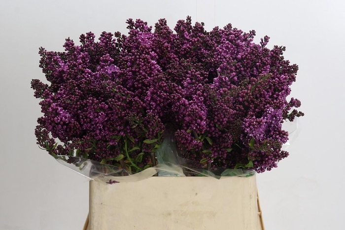 <h4>Lilac Vulg Dark Koster</h4>