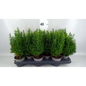 Chamaecyparis thyo. 'Alpica'