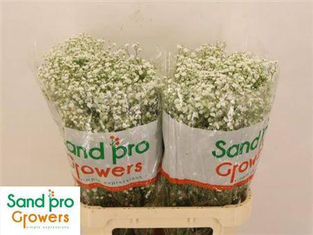 <h4>Gyps Pa Xlence</h4>