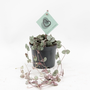 Ceropegia Woodii