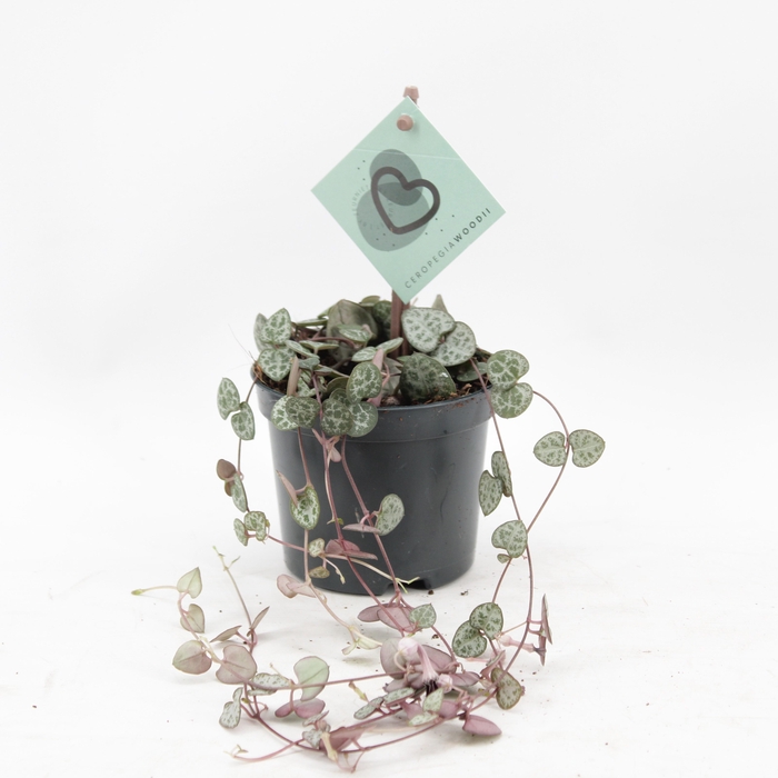 <h4>Ceropegia Woodii</h4>