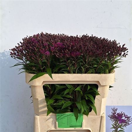 <h4>Vernonia Crinita</h4>