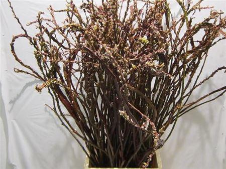 <h4>Salix Sekka Bandwilg</h4>