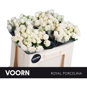 Rozen R Tr Royal Porcelina