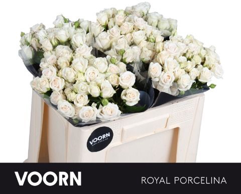 <h4>Rozen R Tr Royal Porcelina</h4>