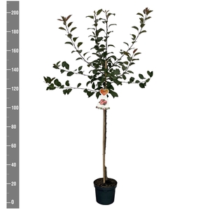 Malus d. Vitalstar Halfstam