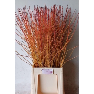 Cornus Sa Winter Beauty