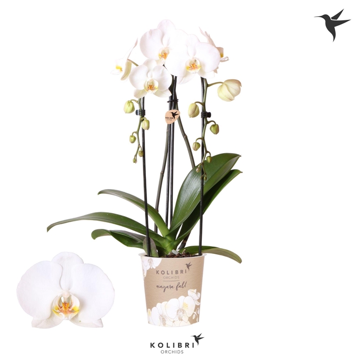 <h4>Kolibri Orchids Cascade Niagara fall Road Trip 2spike</h4>