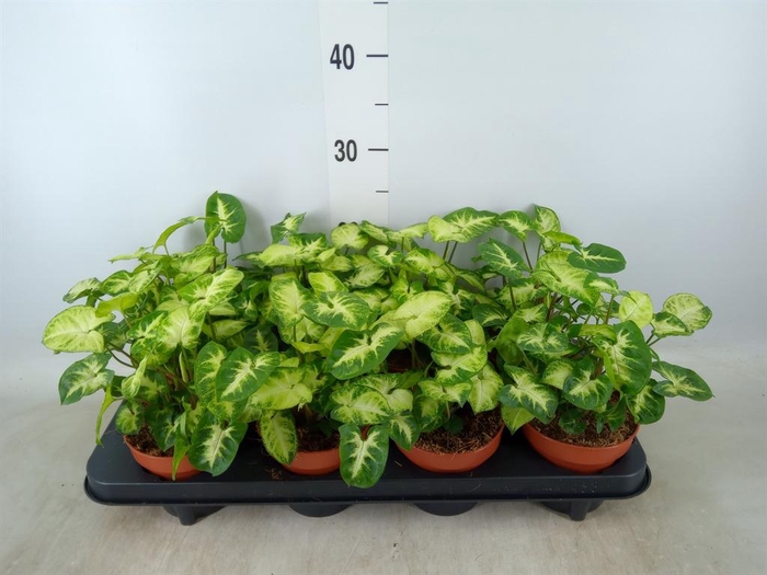 <h4>Syngonium  'Pixie'</h4>