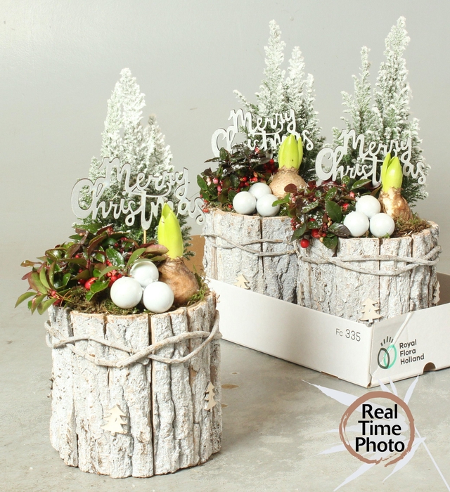 <h4>ARR TUINPLANTEN</h4>