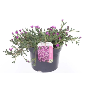 Delosperma aberdeenense hot pink