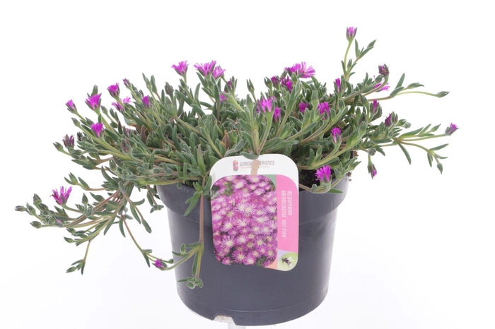 <h4>Delosperma aberdeenense hot pink</h4>