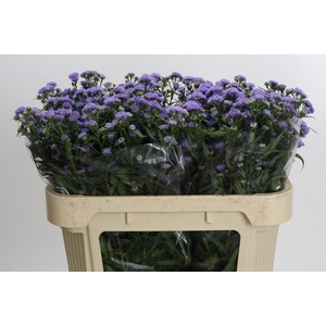 Aster Baby Blue