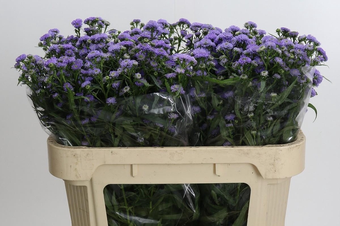 <h4>Aster Baby Blue</h4>