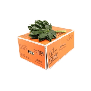 Aralia Medium
