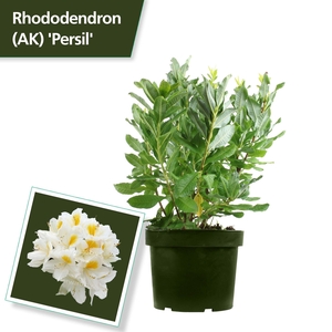 Rhodo. (AK) 'Persil' white