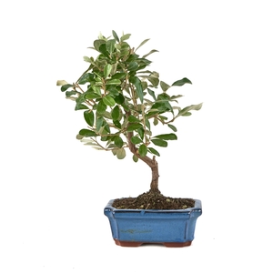 BONSAI GEM