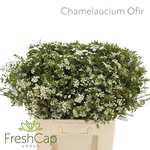 Chamelaucium Ofir