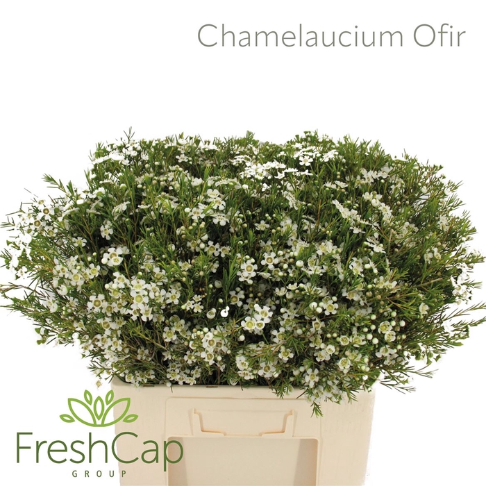 <h4>Chamelaucium Ofir</h4>