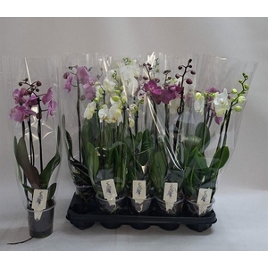 PHAL GEM